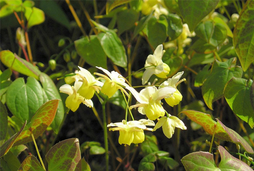 Epimedium Brevicornum Derivative