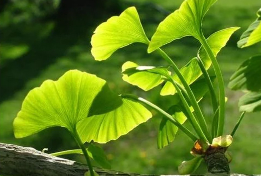 Ginkgo Biloba